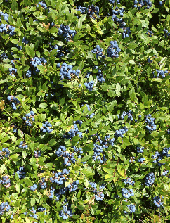Blueberries from BealeBrothers Corporation - Jonesport, Maine